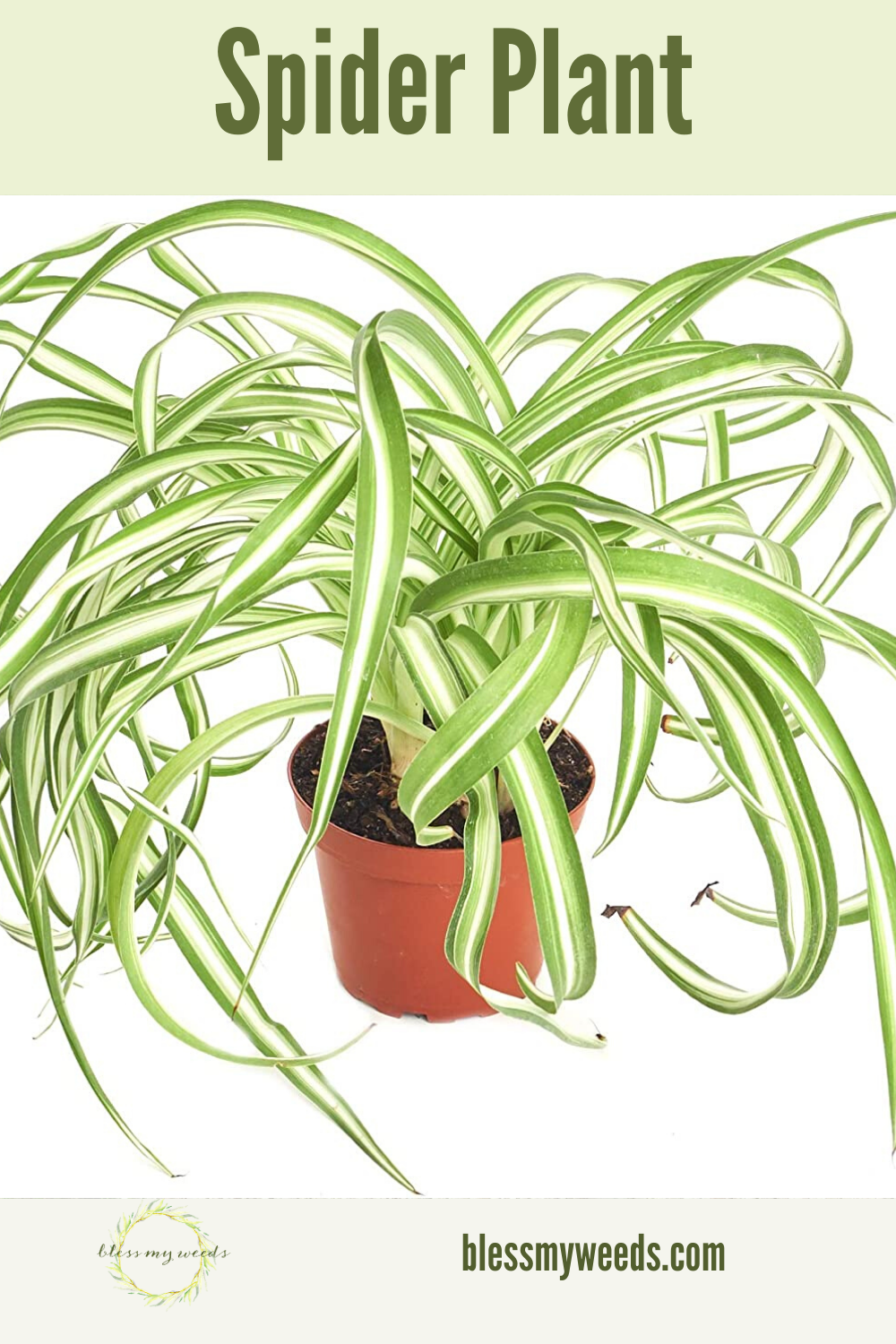 Complete guide to spider plant care