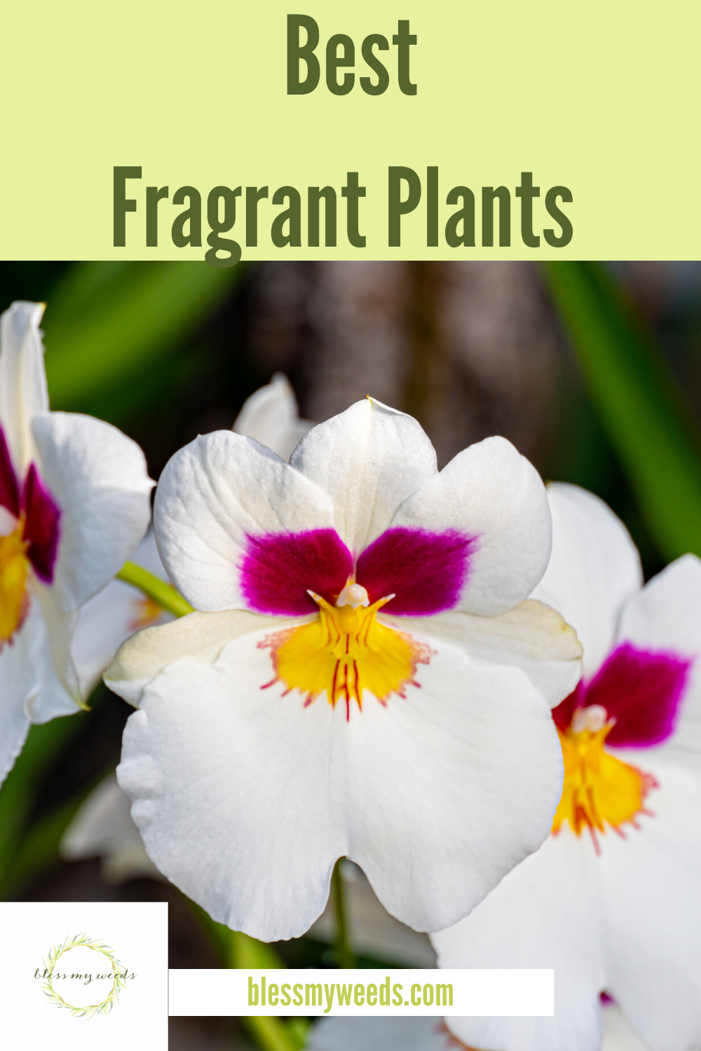 Some plants are not only beautiful, they also happen to smell heavenly. Whether indoors or out in your yard, these fragrant plants will not disappoint. Read on to learn more about them and where you could put them. #Fragrantplants #houseplants #gardeningtips #lowmaintenanceperennials #blessmyweedsblog