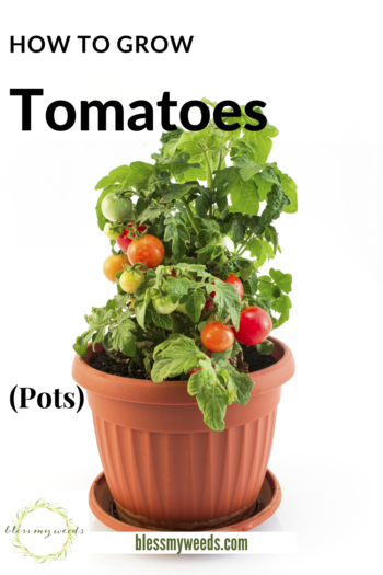 How To Grow Tomatoes In Containers: How To Grow, 5 Gallon Buckets, Pots ...