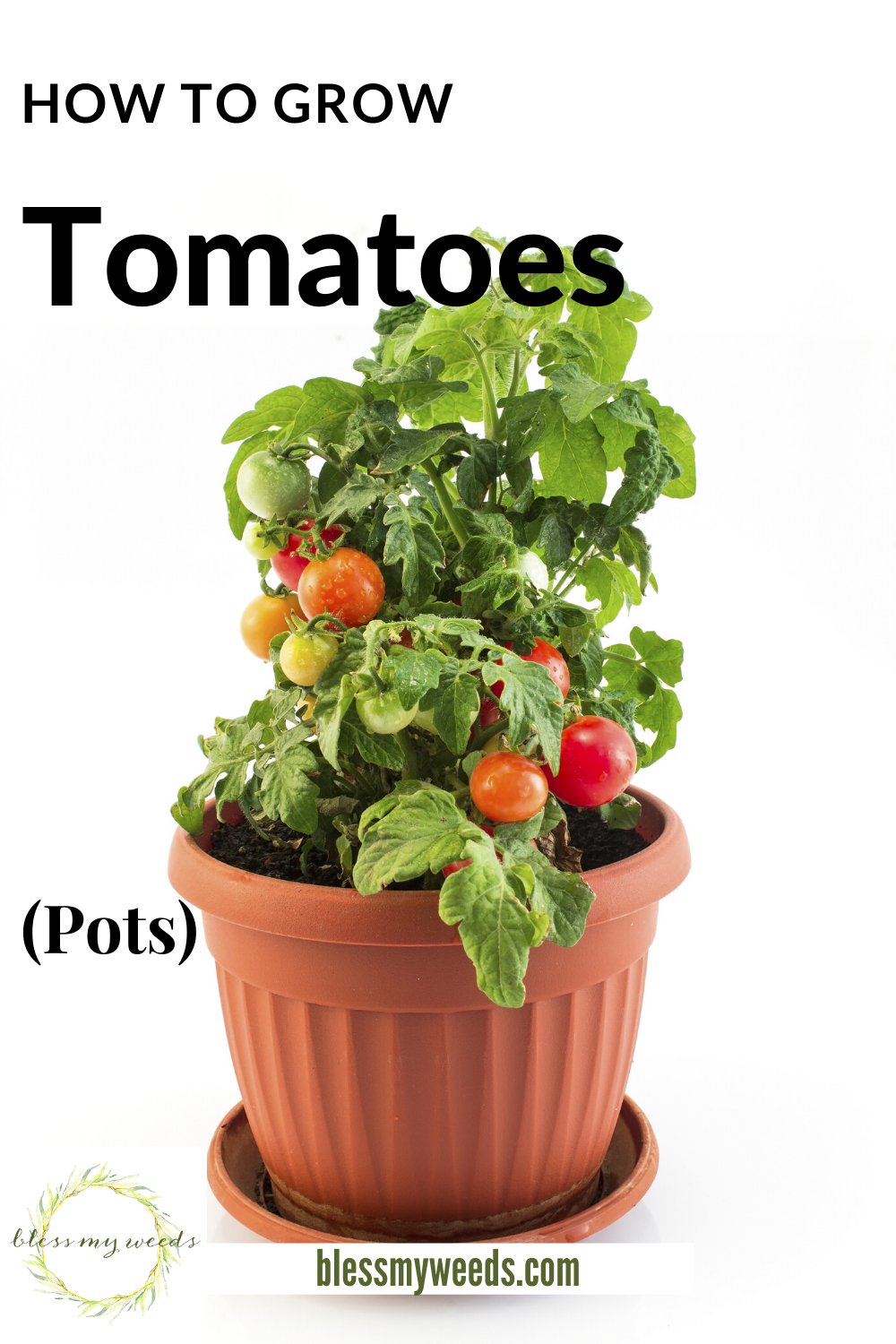 I love tomatoes! But I know how easily they can be damaged by cold temps at night. So, now I grow them in containers. At night, I move them into the garage where they won't freeze. I love having them out on the patio during the day. It's fun to watch them grow! I've got lots of tips to share with you to ensure you can be successful in growing tomatoes in containers. Container gardening changes everything for tomatoes! #blessmyweedsblogpost #tomatoesincontainers #containergardingtips
