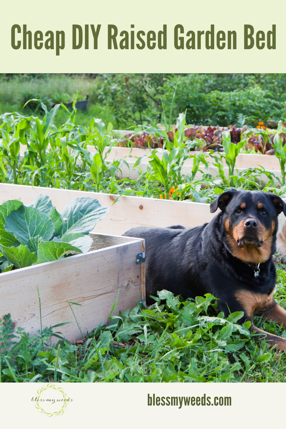 DIY raised garden beds are inexpensive and will give you years of advantages with gardening, including an earlier start to the season, fewer weeds, easier access, and (bonus) if you follow my tips, they will enhance the look of your yard, too! #blessmyweedsblog #diyraisedgardenbox #gardenboxes