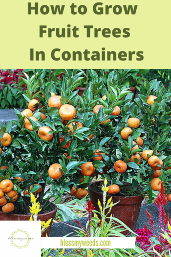 Fruit Trees: Growing, Garden, Indoor - Trees - Blessmyweeds.com