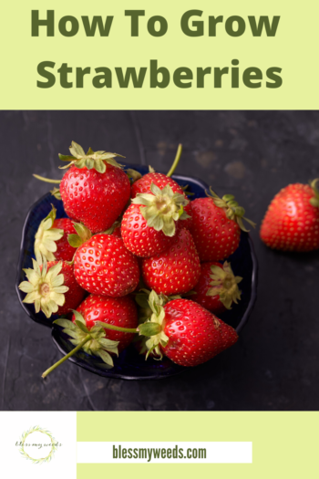 Grow Strawberries: How To, in a Pot, In a Garden, Tips, and More.