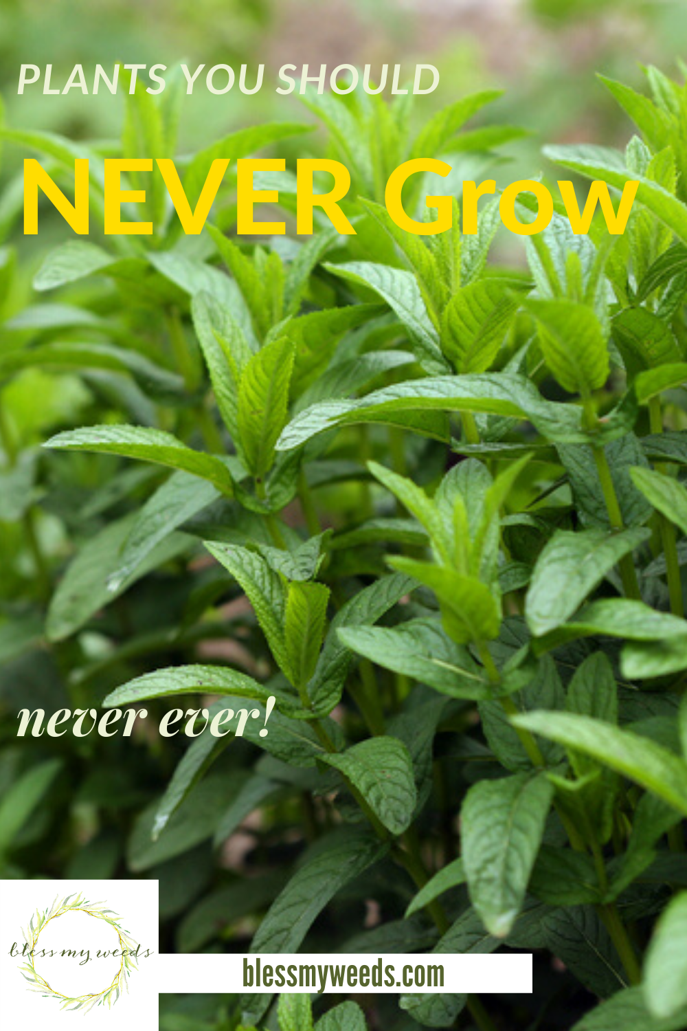 Just because something looks beautiful, doesn't mean it is going to be good in your yard. Plants, we are talking plants. Sometimes knowing what not to do is more helpful than knowing what to do. Read on to learn more about plants you should never grow.#plantsyoushouldnevergrow #avoidgrowingtheseplants #planttips #gardeningtips #beesandrosesblog