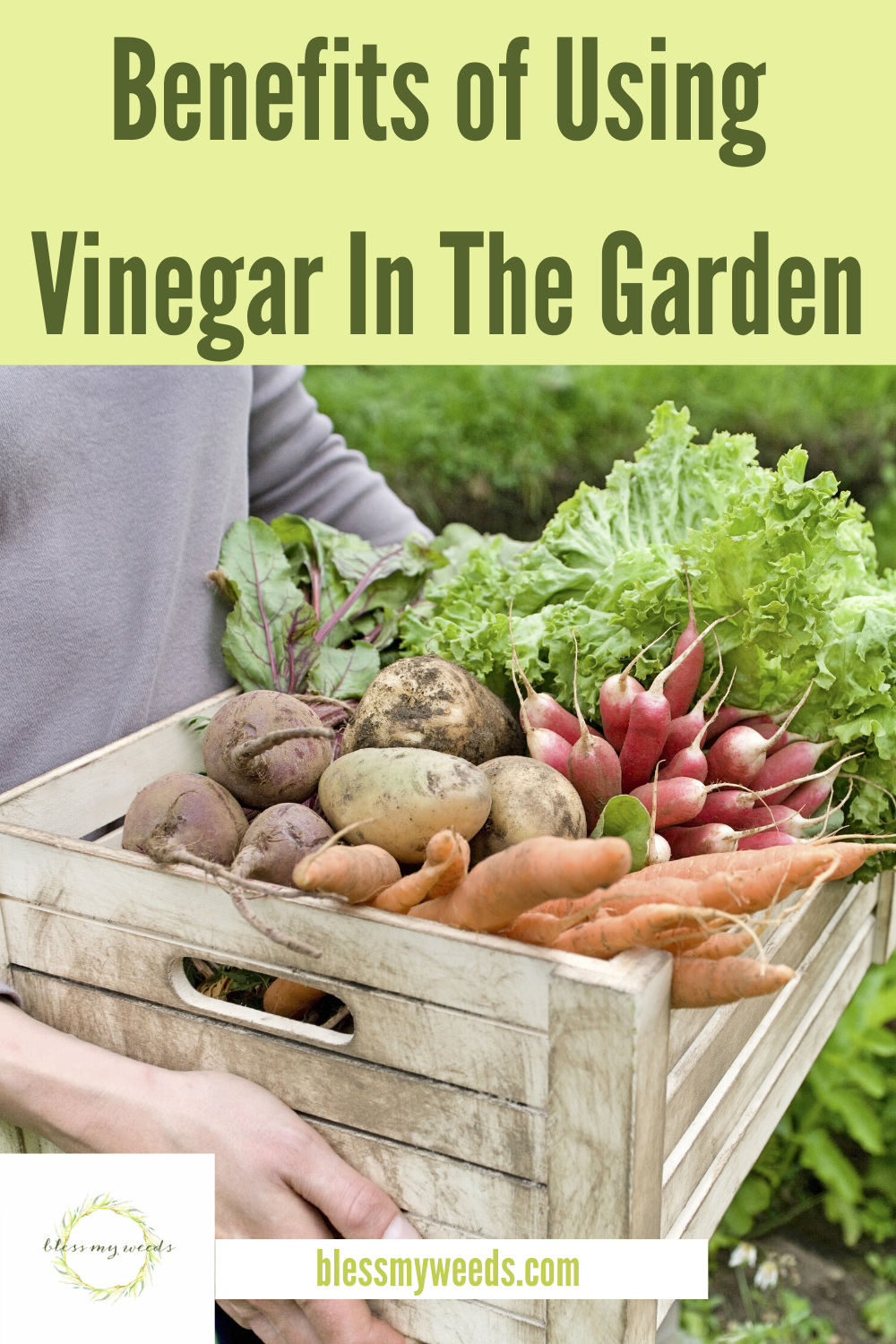 Professional gardeners know the benefits of using vinegar in the garden. Not only do they know this, they actually use it. While you thought vinegar was just for inside the house, this article will teach you why you should consider it for the garden as well. Keep reading to learn about all the things that vinegar can do to save your garden. #homemadepesticides #DIYweedkiller #vinegar