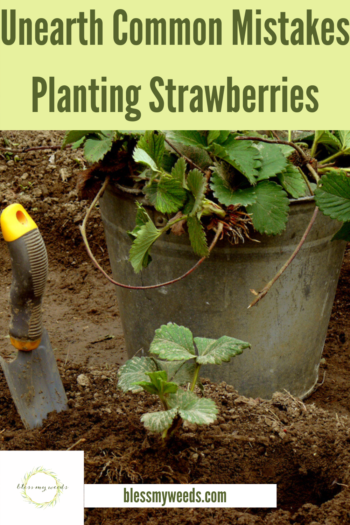 Planting Strawberries: Don't Make These Mistakes! ~ Bless My Weeds