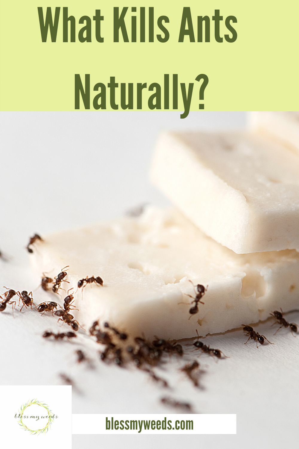 What Kills Ants Naturally  We Will Tell You 1 