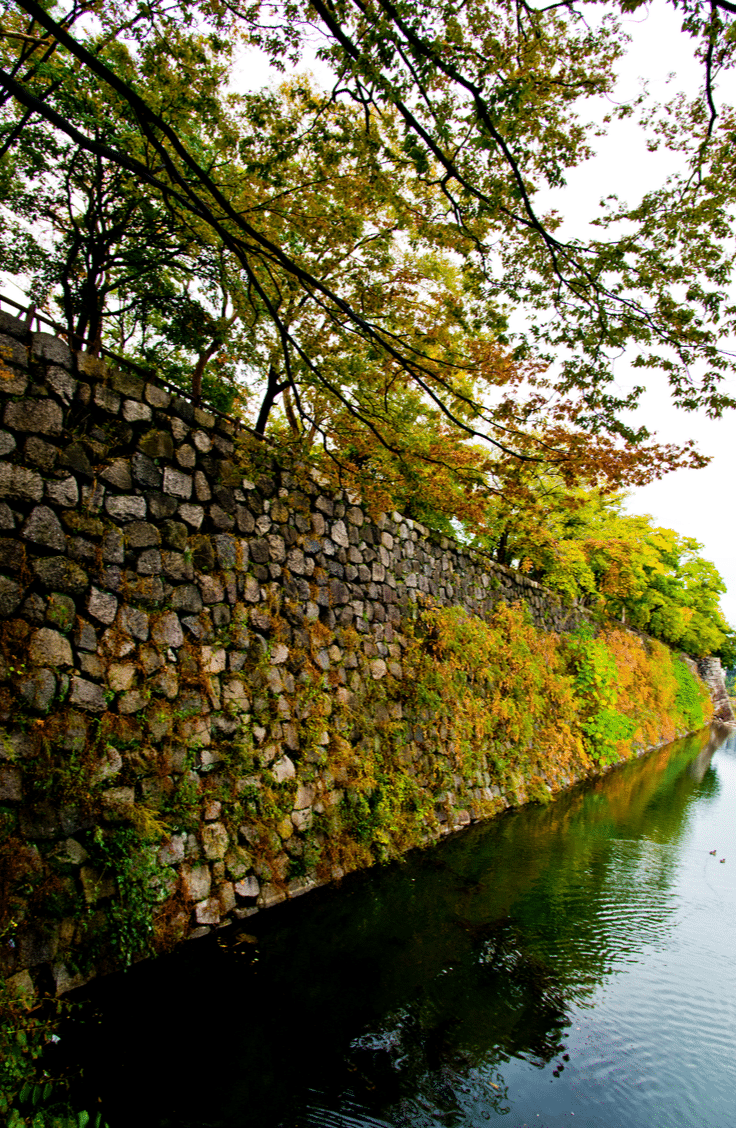 A rock wall is tricky, but if you know the perfect rock wall landscaping plants, you can dress it up right! Japanese Forest Grass adds a sense of softness to the rocks. 