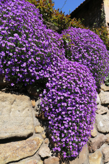 The Perfect Rock Wall Landscaping Plants ~ Bless My Weeds