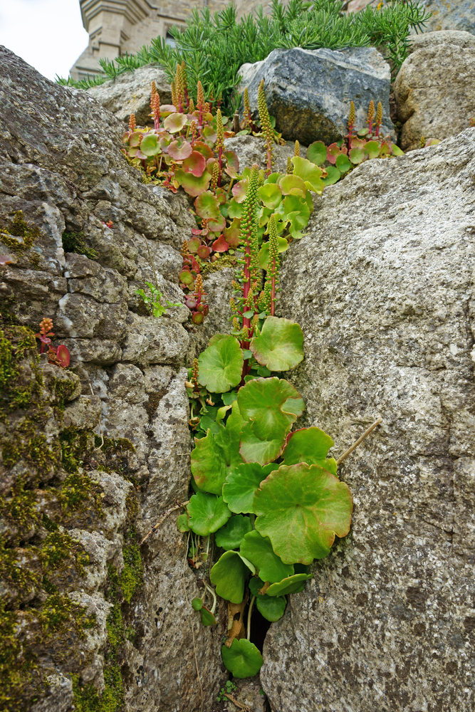 A rock wall is tricky, but if you know the perfect rock wall landscaping plants, you can dress it up right! Succulents are sturdy plants that do well with rocks. 