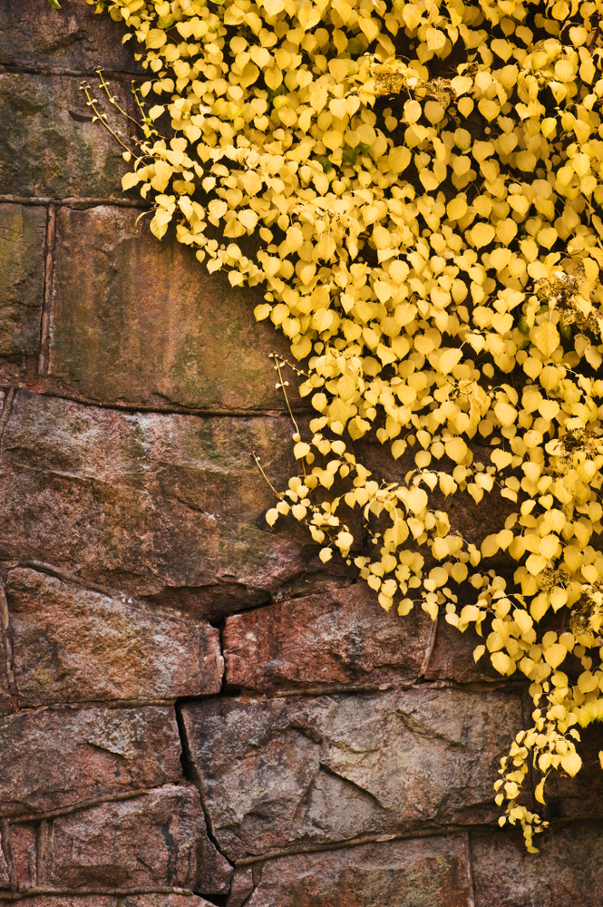 A rock wall is tricky, but if you know the perfect rock wall landscaping plants, you can dress it up right! Climbing Hydrangea is a sturdy plan that loves to climb and cling. 