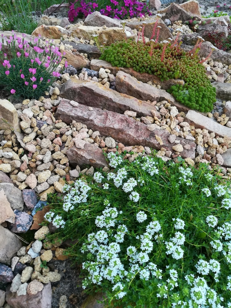 A rock wall is tricky, but if you know the perfect rock wall landscaping plants, you can dress it up right! Creeping Thyme grows easily among rocks. 