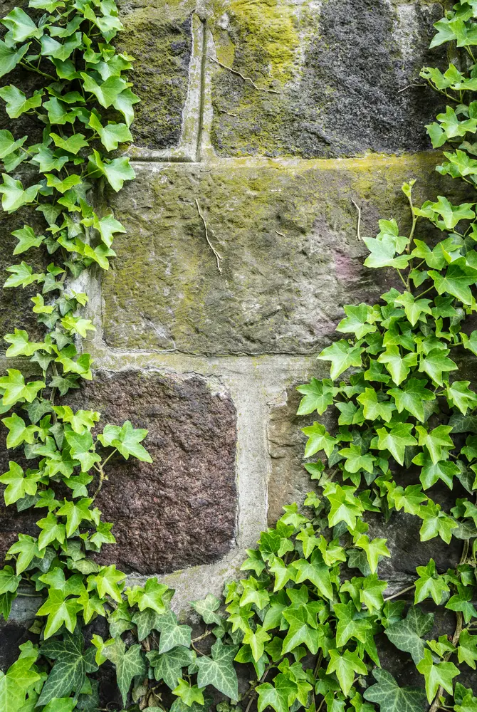 A rock wall is tricky, but if you know the perfect rock wall landscaping plants, you can dress it up right! Ivy will always be a timeless choice. 