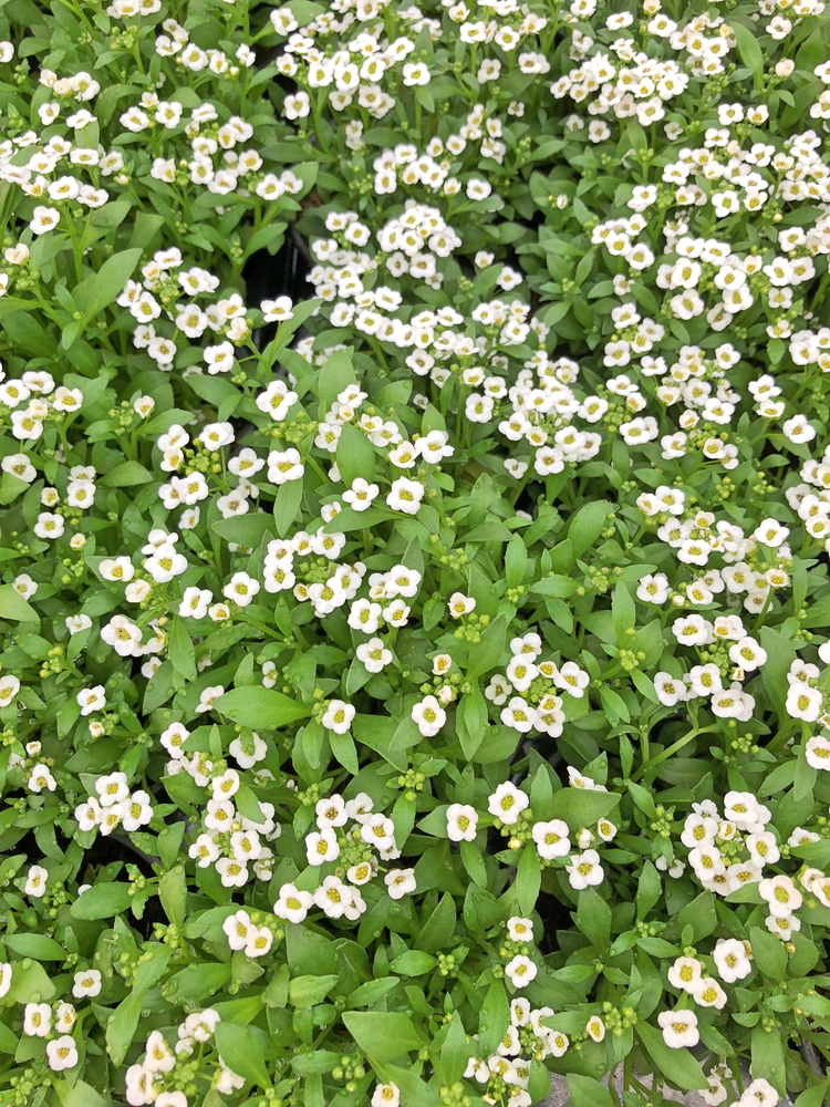 A rock wall is tricky, but if you know the perfect rock wall landscaping plants, you can dress it up right! Alyssum really stands out against the subdued tones of rock. 