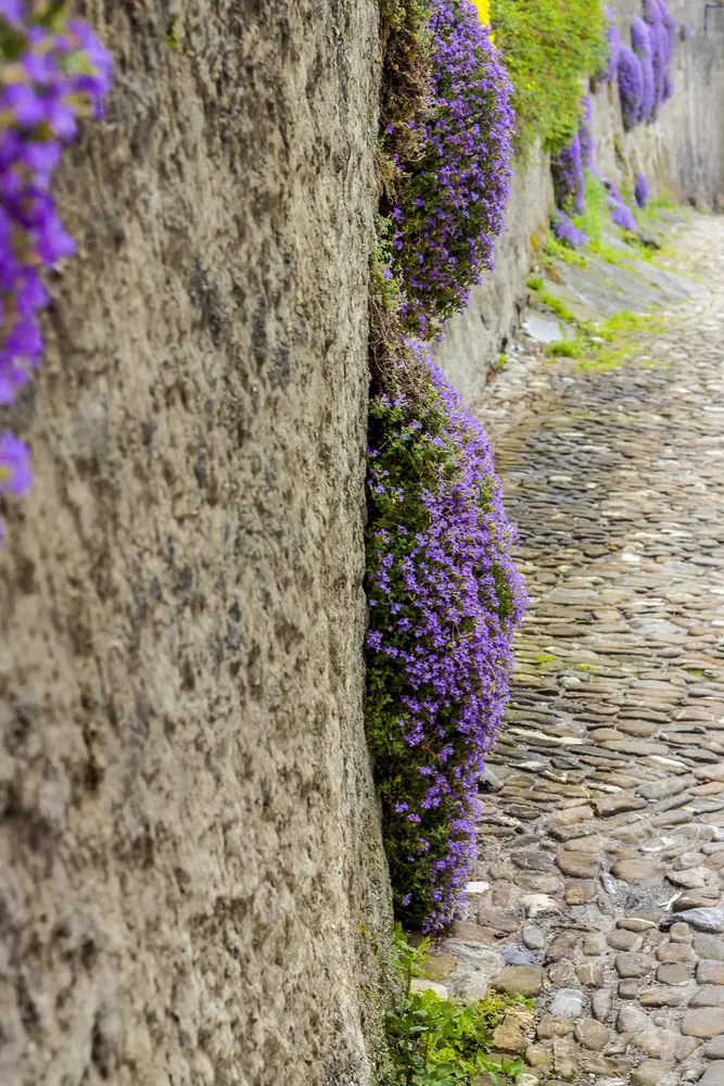 A rock wall is tricky, but if you know the perfect rock wall landscaping plants, you can dress it up right! Moxx Phlox is always a great choice! 