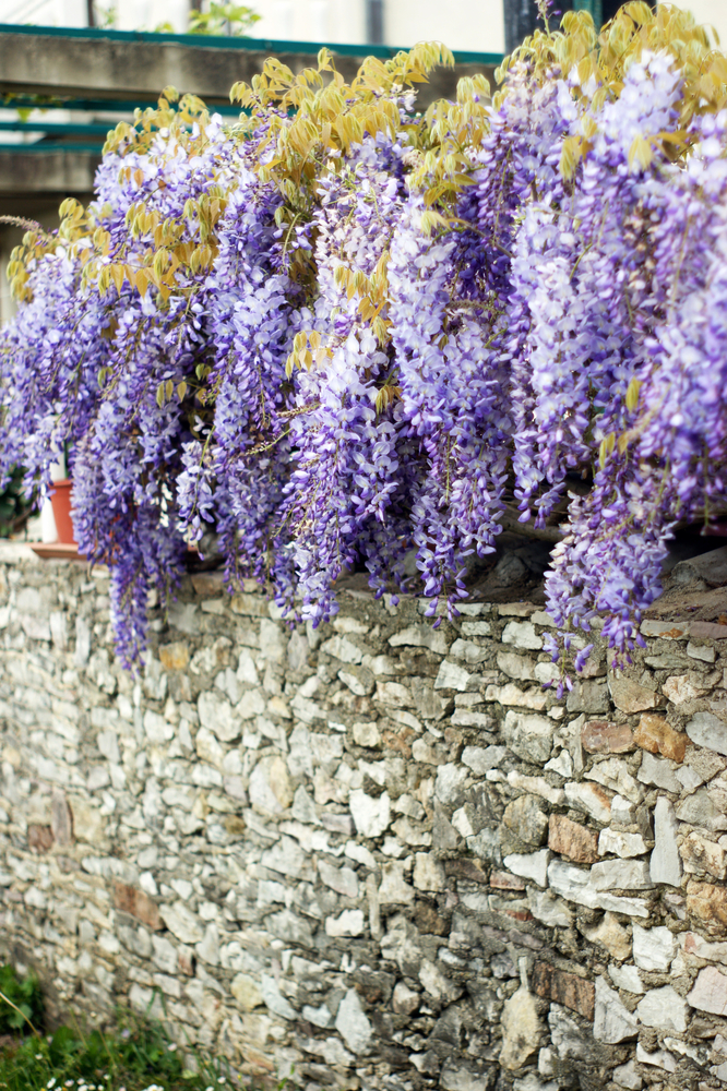 A rock wall is tricky, but if you know the perfect rock wall landscaping plants, you can dress it up right! Wisteria adds so much beauty to any rock wall. 