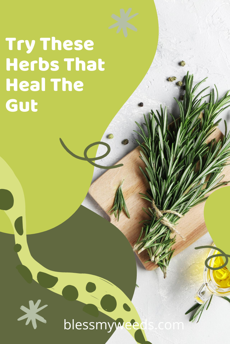 Herbs are amazing. They have so many benefits. This post is all about herbs that heal. They can heal the gut, lungs, eczema and more. Read the post to learn about which herbs you can take daily to help your health. #healingherbs herbgardening #blessmyweedsblog