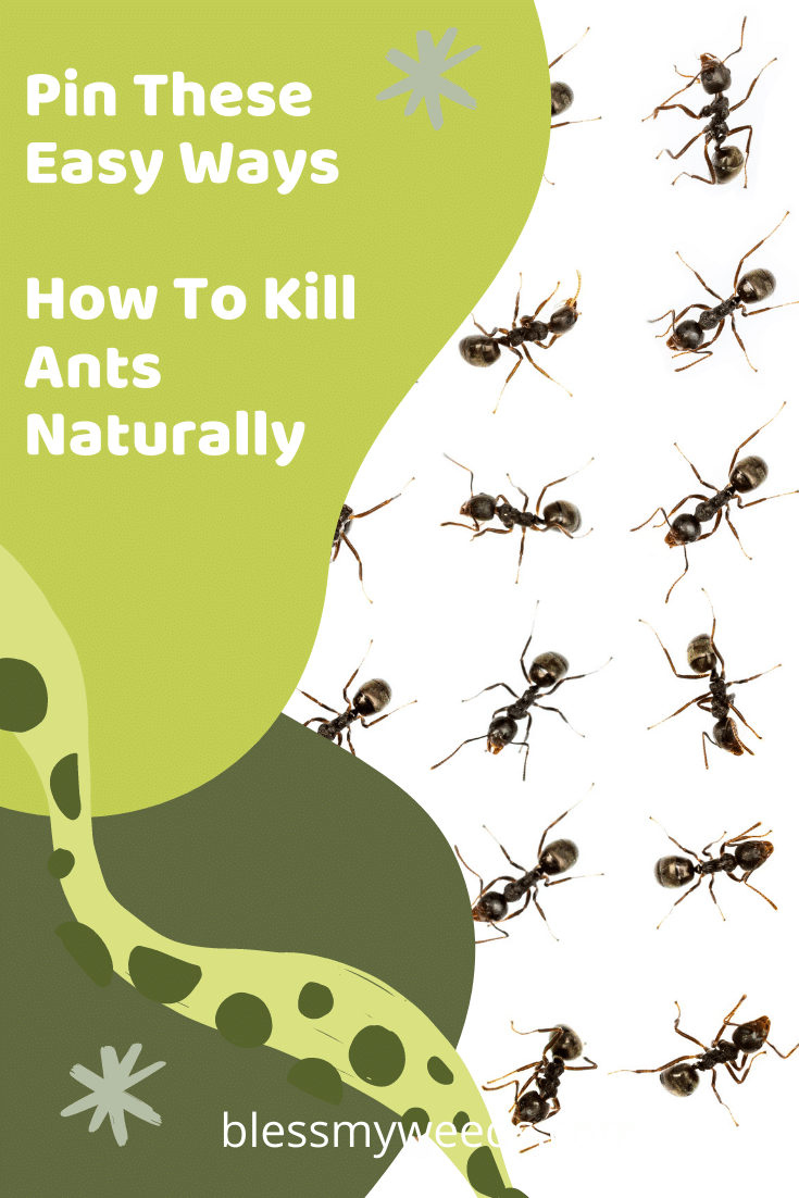 Pin These Easy Ways How To Kill Ants Naturally 1 Png 