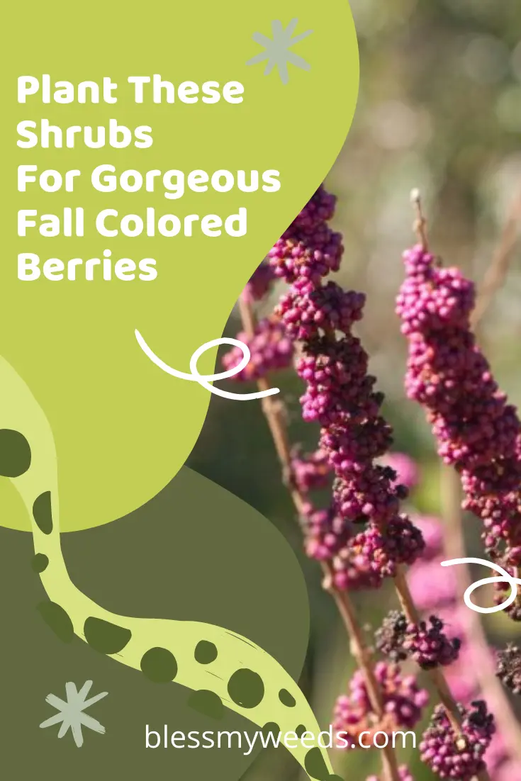 Want Shrubs that pack a punch of color with berries? Blessmyweeds.com is the place to be. Keep reading for shrubs with fall colored berries. Sign up for the weekly newsletter for ideas like this anything outdoor living. #shrubs #gardens #landscape #blessmyweedsblog
