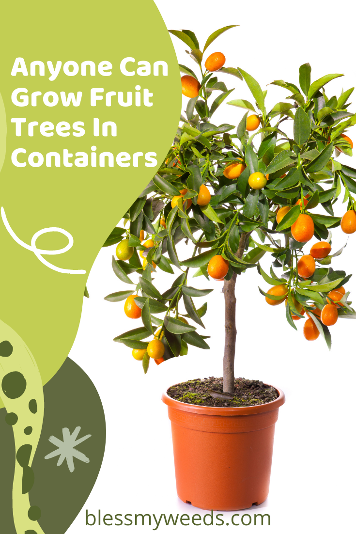 Turn your black thumb into a green one with blessmyweeds.com! Anyone can grow a fruit tree right at home! Learn to grow perfect fruit trees in a container today!