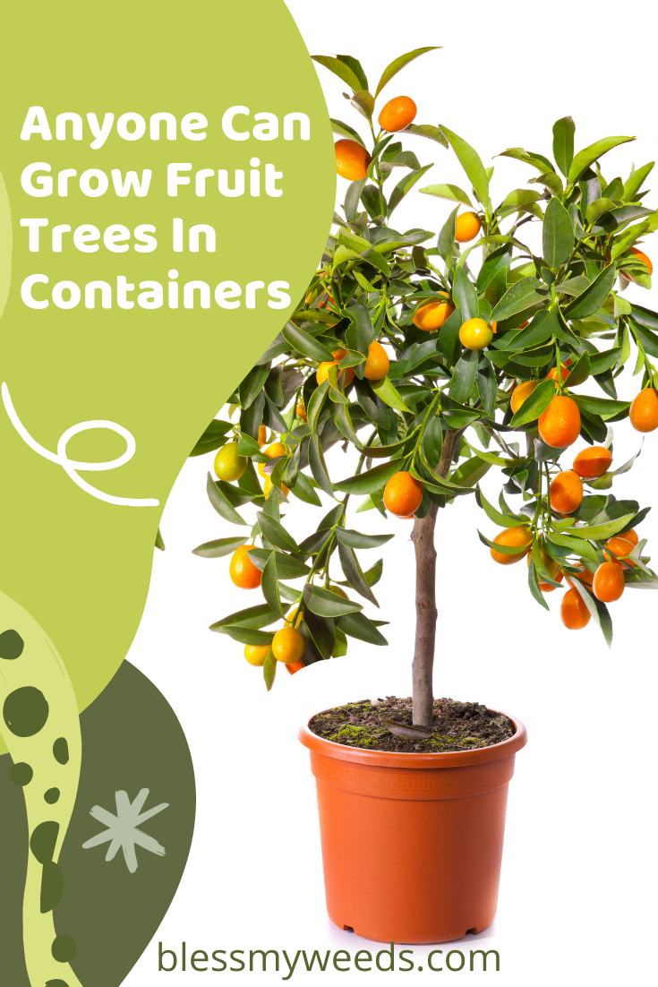 Growing Fruit Trees in Containers