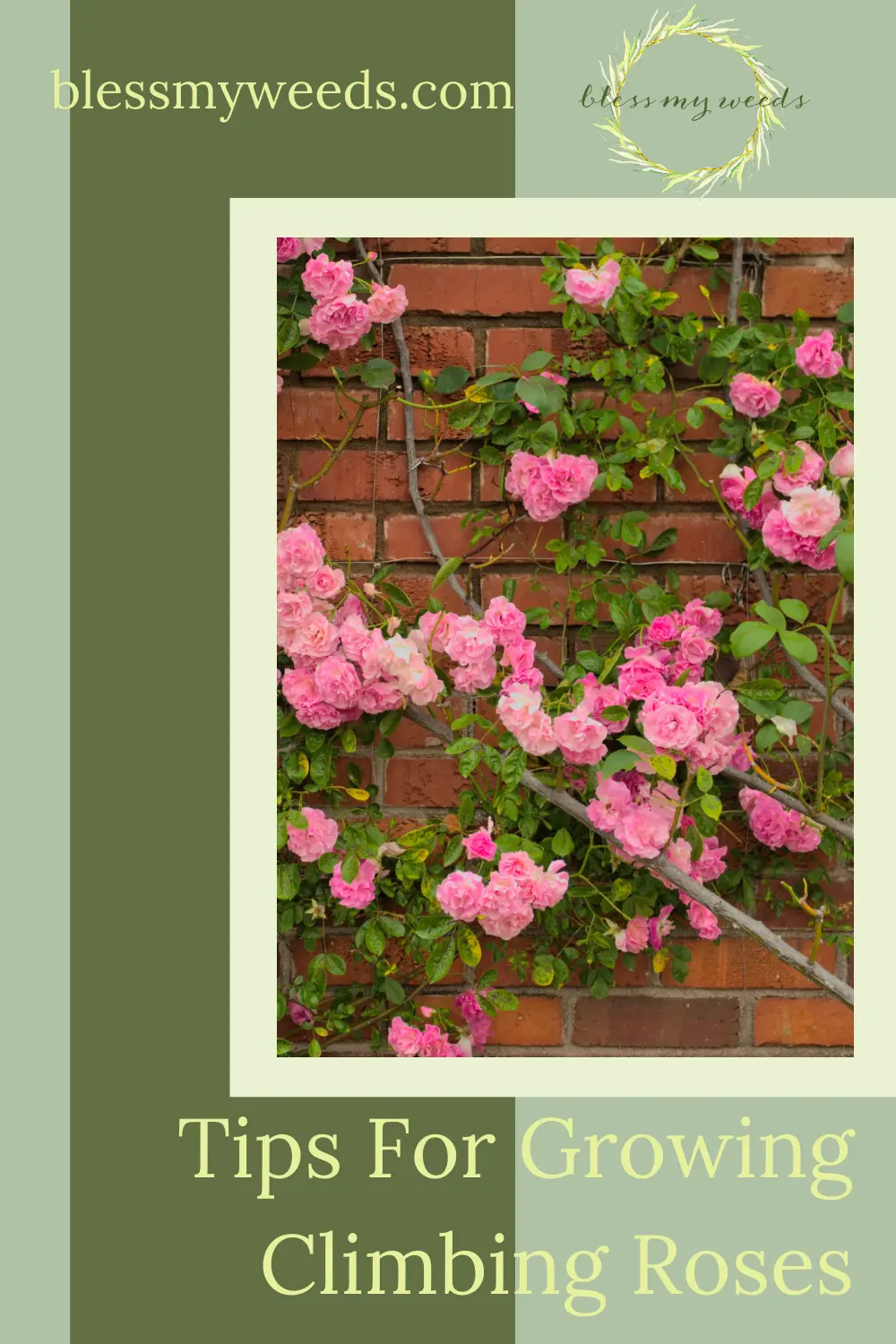 Blessmyweeds.com has all the best ideas and inspo for a perfect yard and garden. If you're looking for an elegant addition to your home landscaping, consider climbing roses. Find out simple ways you can grow perfect climbing roses at your home!