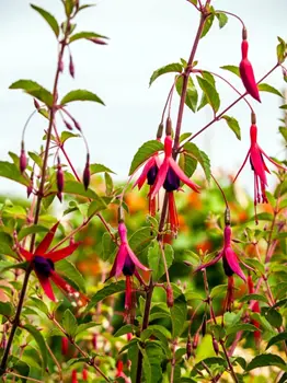 Clusters of fuchsia flowers growing in a garden 