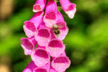 Striking pink foxglove flowers in a garden. Gardens with bell-shaped flowers