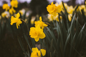 Beautiful daffodils growing in a garden 