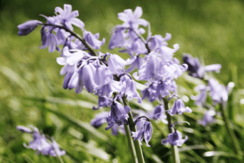 Beautiful clusters of blue bellflowers.