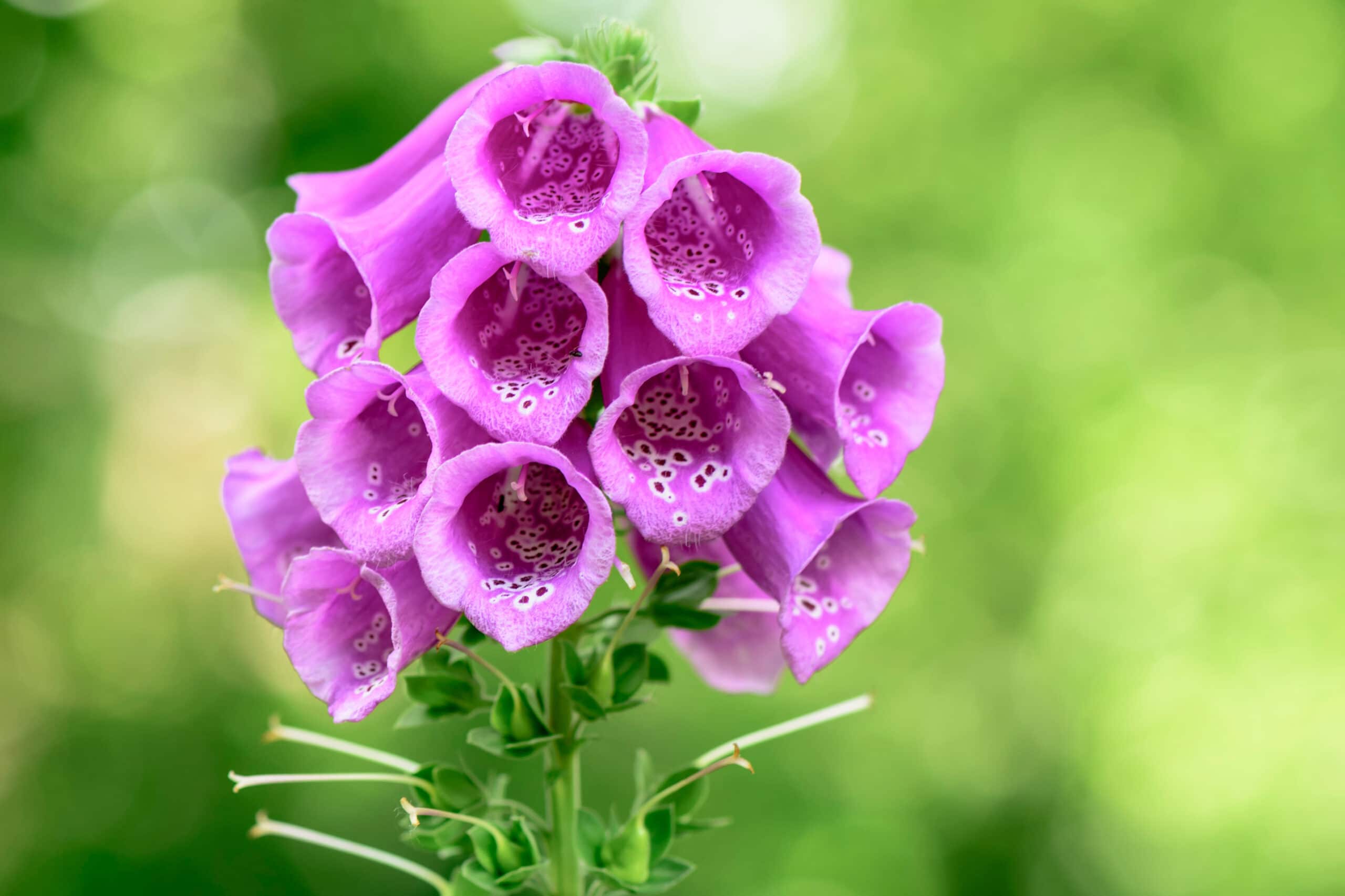 A bunch of purple canterbury bell flowers.