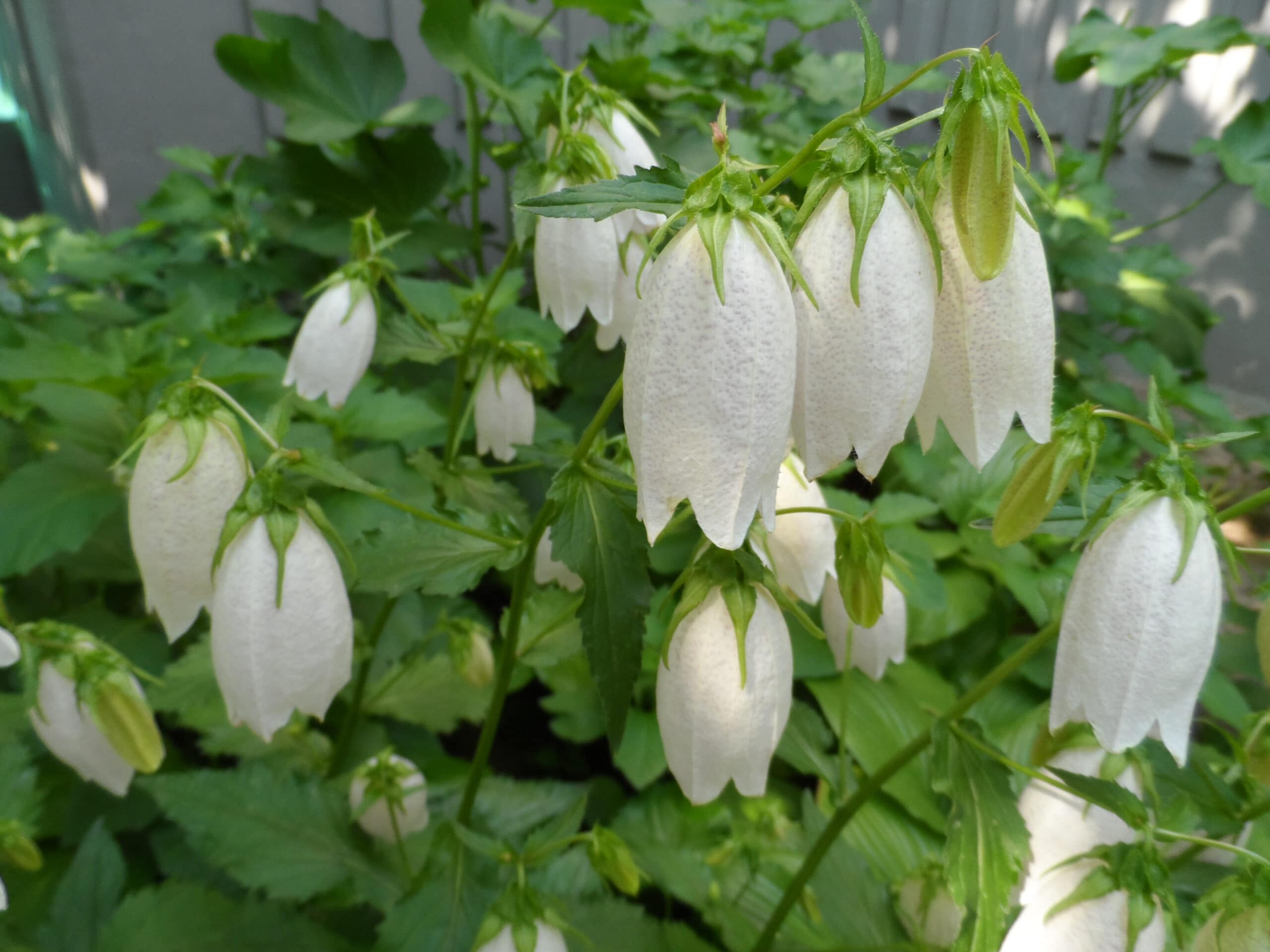 White Korean bellflowers growing.