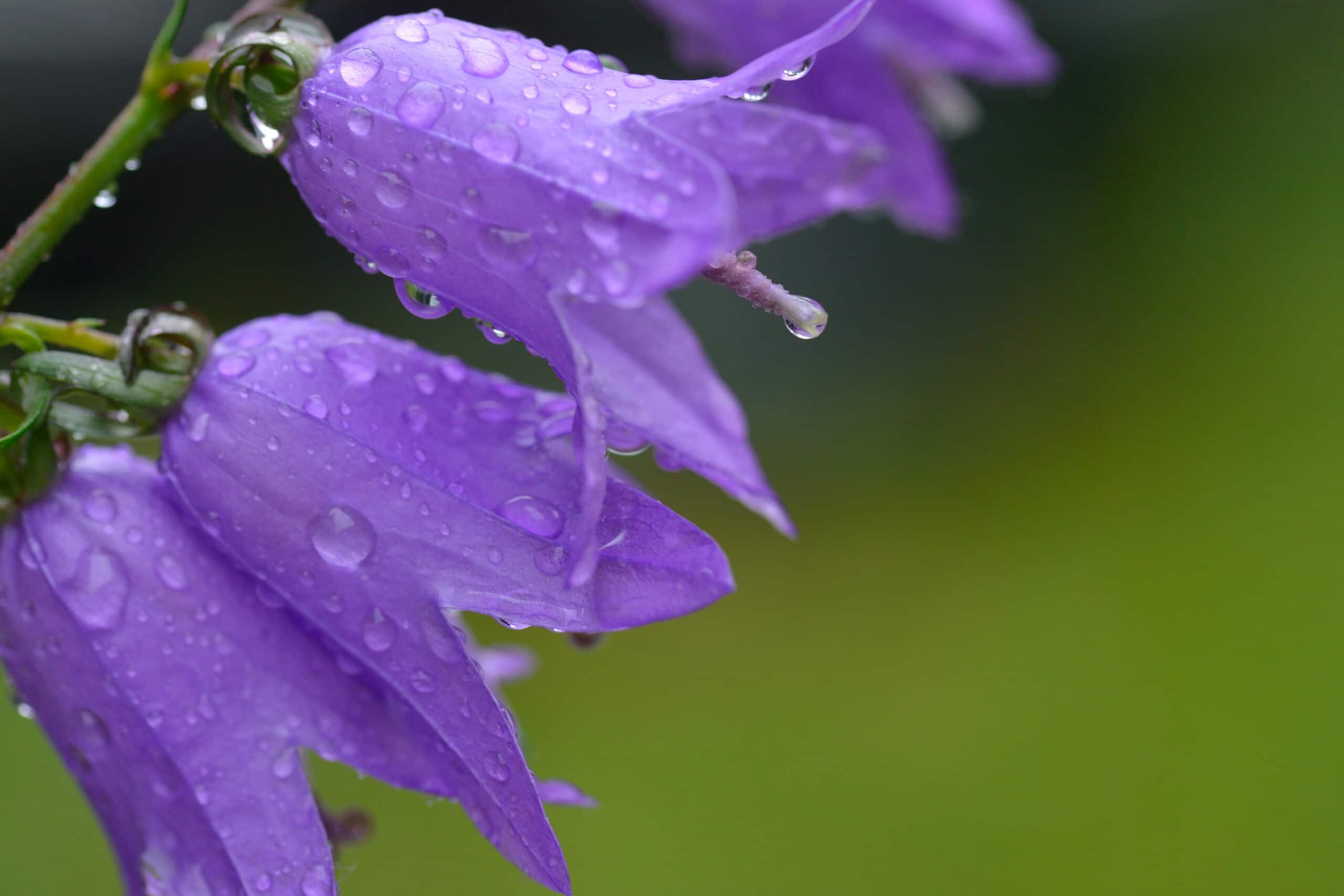 Pretty purple Viking Bellflowers after a rainstorm. 