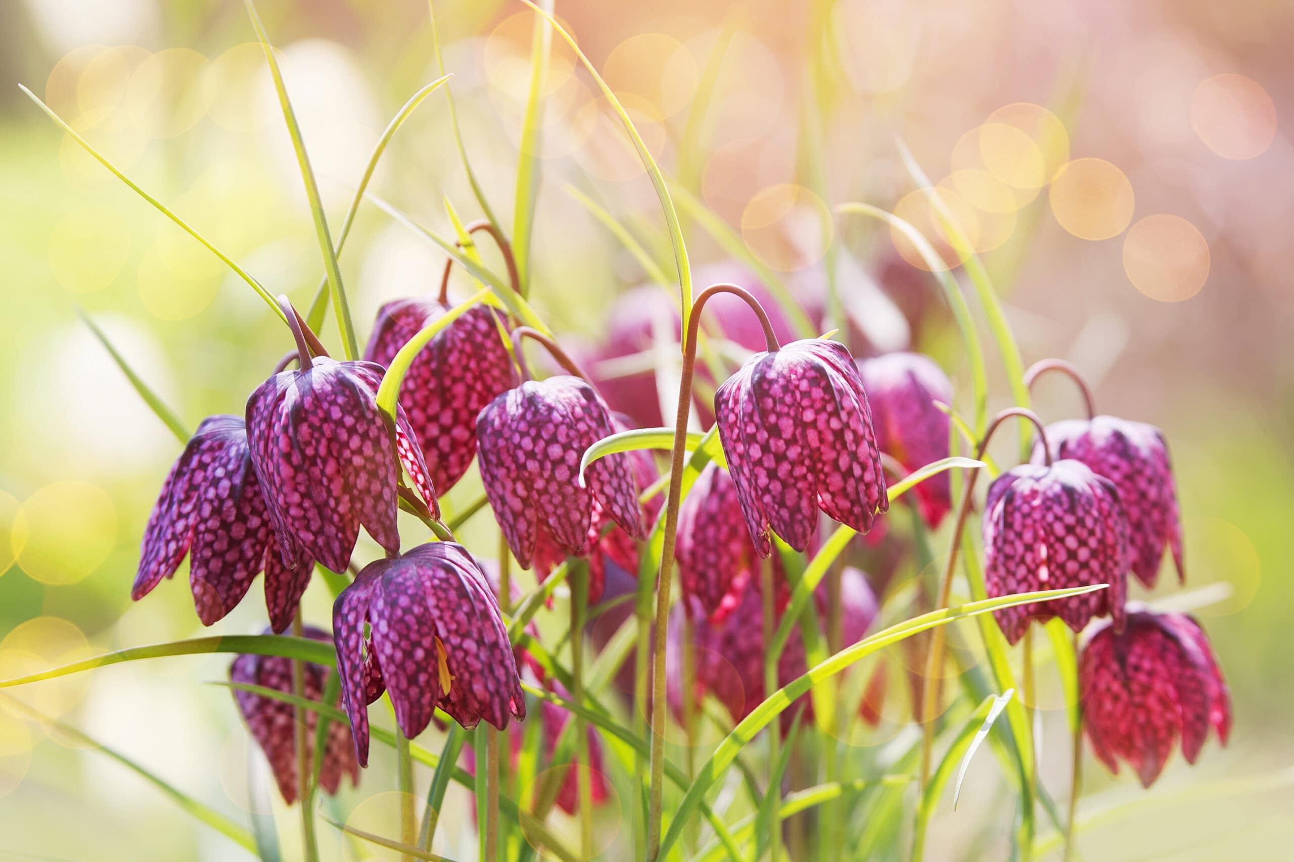 Purple snake head fritillary flowers in a garden.