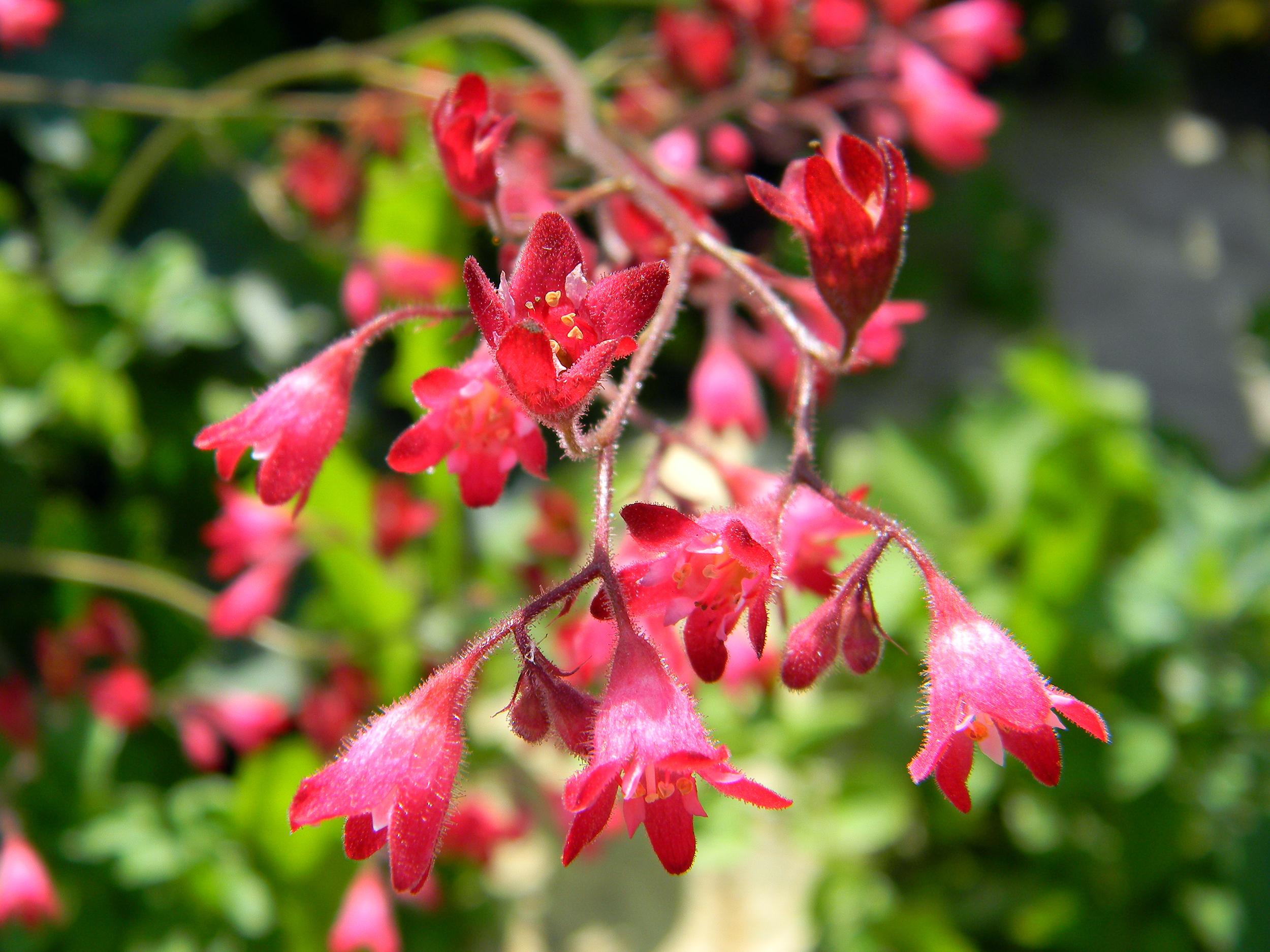 Pink Coral Bell flowers hanging in the sun.