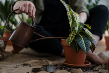 Watering a painted leaf begonia