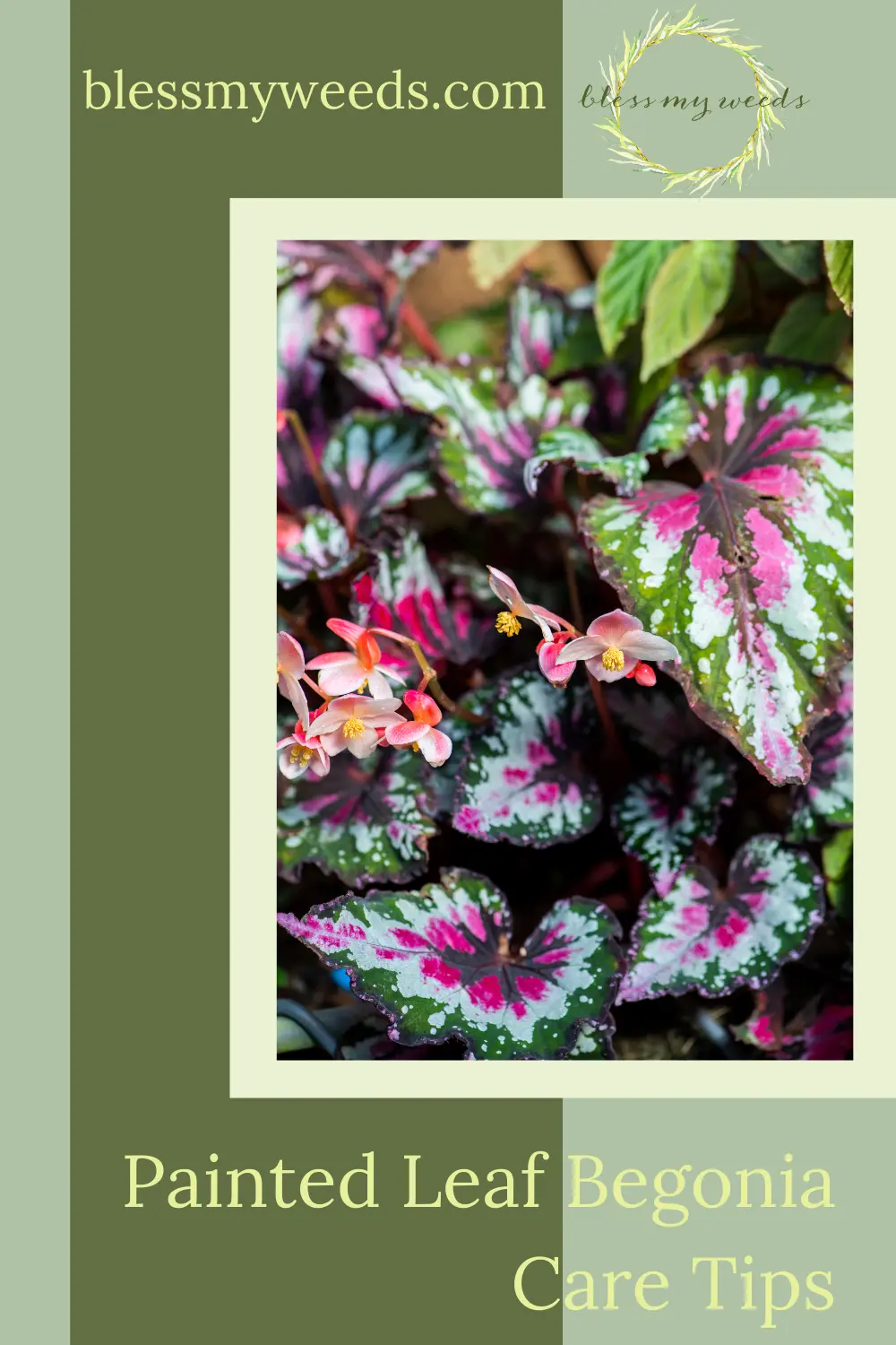 Blessmyweeds.com makes gardening easier than ever with helpful hacks and perfect plant recommendations! Let your hard work fully bloom and master your technique. Find out how you can better care for your painted leaf begonia!