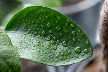 Humidity when growing painted leaf begonia