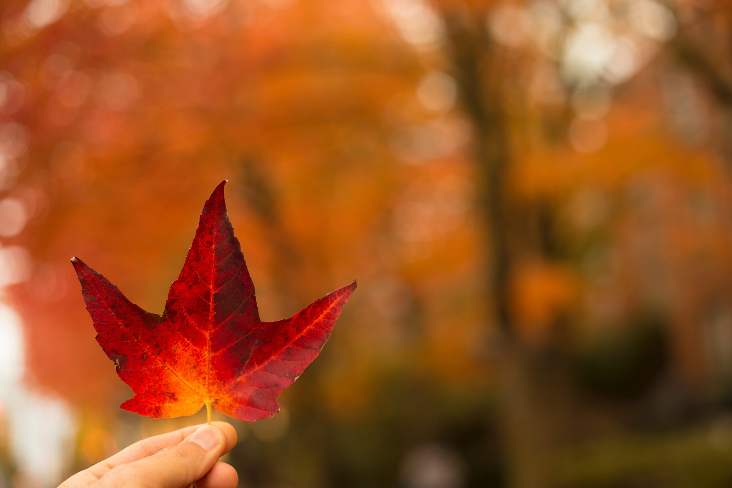 Red leaf plants to decorate a house