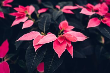 Poinsettias are a beautiful addition to a home