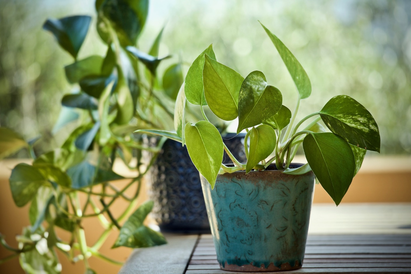 Neon pothos indoor plant varieties 