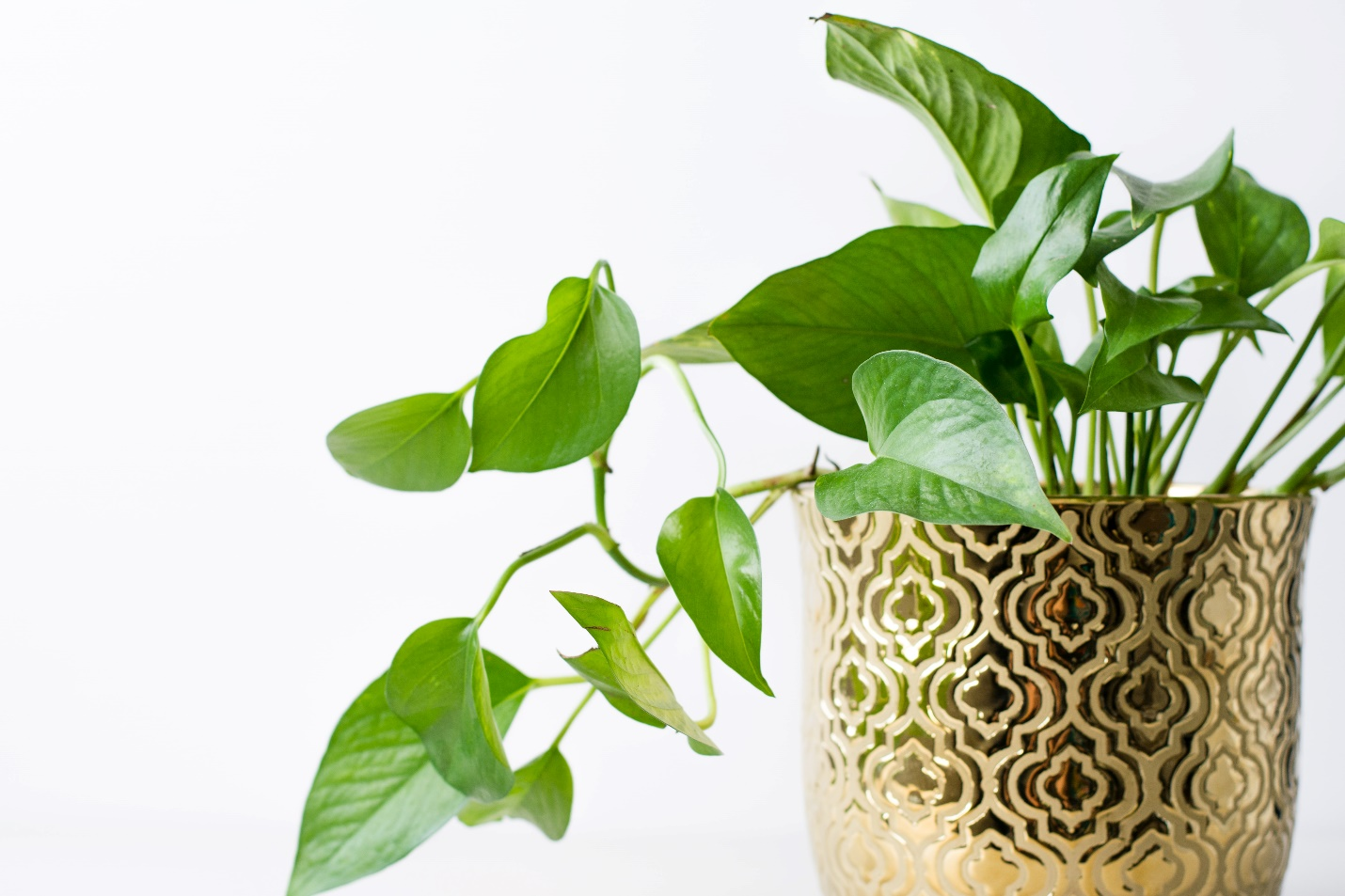 Neon Pothos houseplant