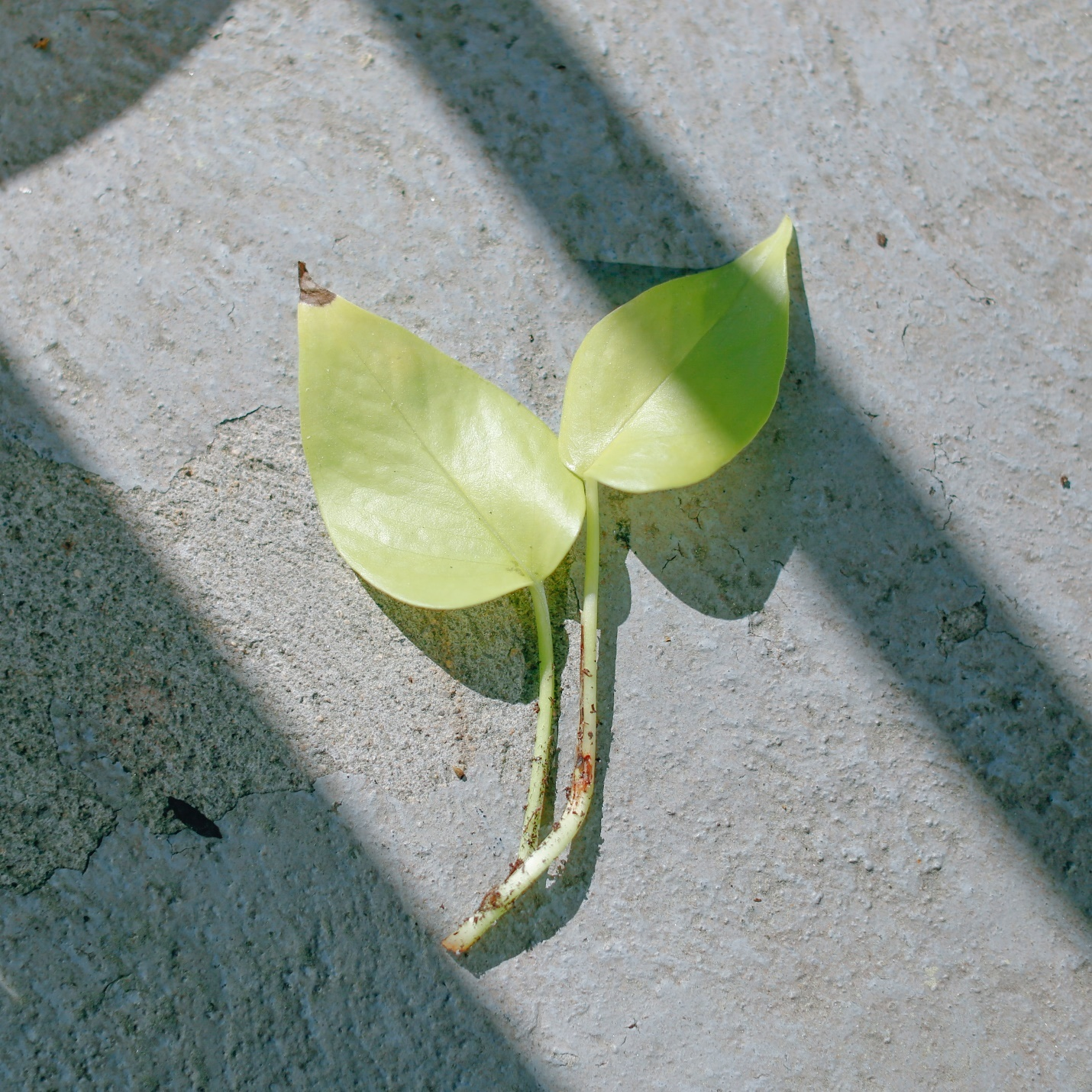 Leaves of Neon Pothos