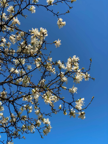 Star-Shaped Flowers on branches