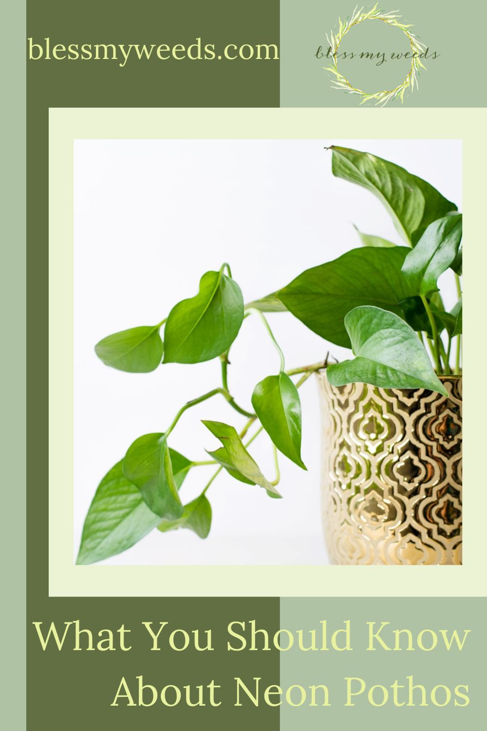 Blessmyweeds.com makes keeping healthy house plants easy for anyone! Learn what to grow and how to care for it. Find out all you need to know to grow happy, healthy neon pothos.