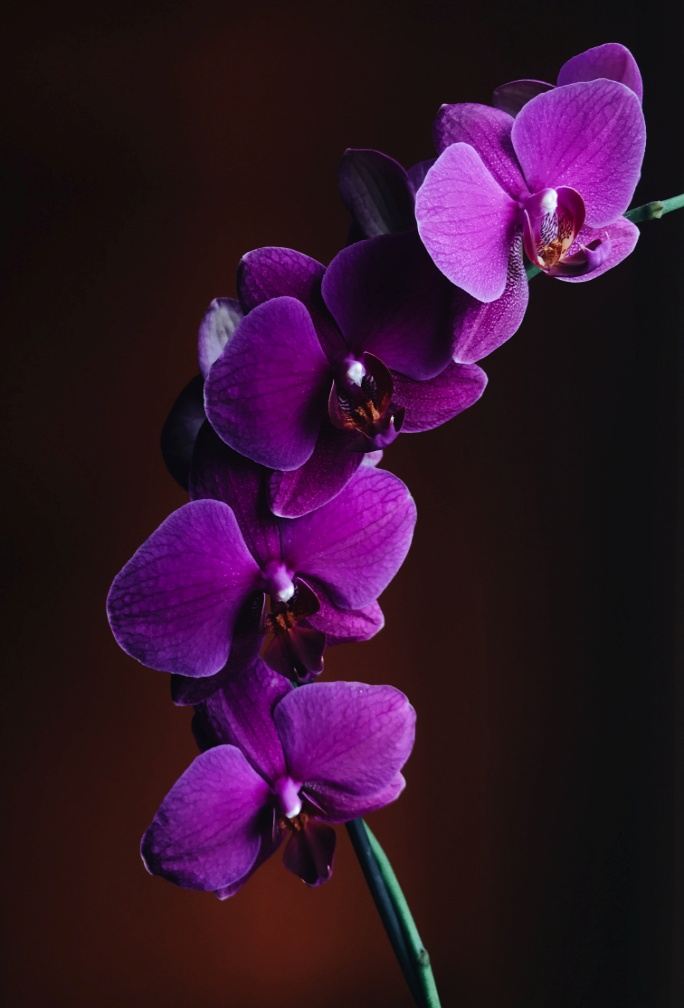 Beautiful Purple-colored bush