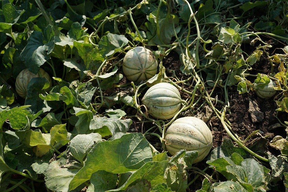 Vine fruit