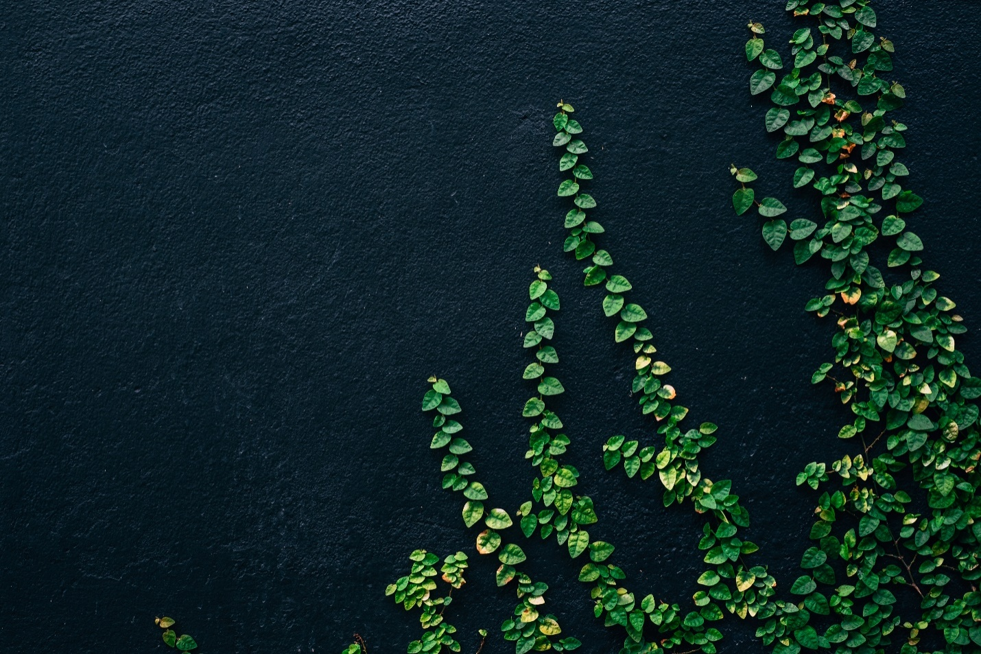 German Ivy Growth