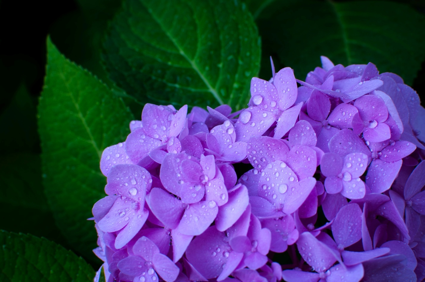 Planting purple flowers