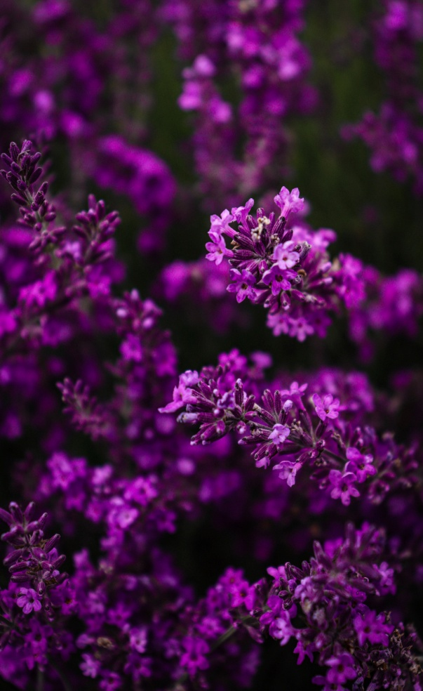 purple flowering bushes